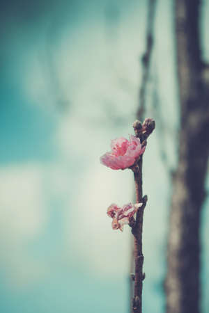 Peach Blossoms in garden, chiang mai, Thailand. vintage toneの写真素材