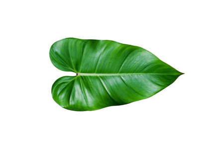 Tropical green leaf isolated on white background.の写真素材