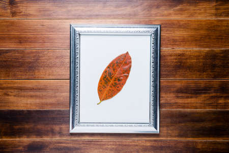 Orange leaf in picture frame on wooden floor background.の写真素材