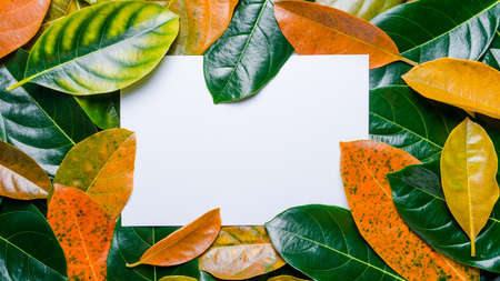Creative layout made of leaves with paper card note. Flat lay. Nature conceptの写真素材