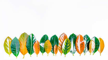 Forest treeline made of colorful leaves on bright background. Minimal nature concept. Flat lay.の写真素材