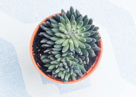 Top view of small cactus on ceramic tile backgroundの写真素材
