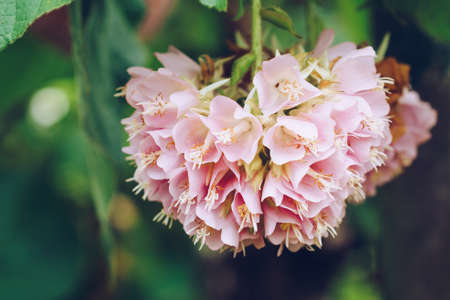 Dombeya wallichii or pink ball or pink ball tree. This hanging flower clusters are pink, showy and fragrantの写真素材