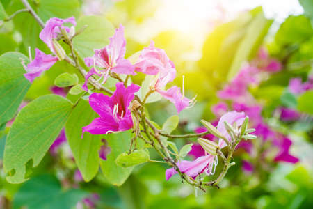 Closed up pink flower (Bauhinia purpurea or Butterfly Tree , Orchid Tree )の写真素材