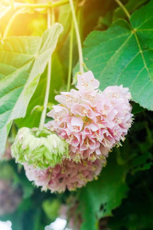 Dombeya wallichii or pink ball or pink ball tree. This hanging flower clusters are pink, showy and fragrantの写真素材