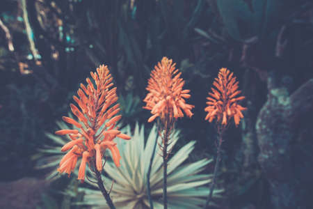 Beautiful orange flower in garden. vintage toneの写真素材