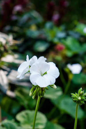 Geranium flower, Pelargonium x hortorum L.H.Bail (Geraniaceae) in garden