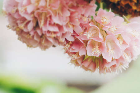 Dombeya wallichii or pink ball or pink ball tree. This hanging flower clusters are pink, showy and fragrantの写真素材