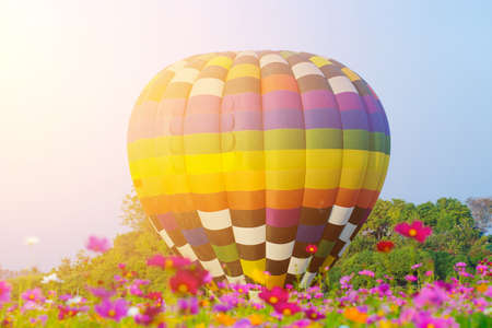 Hot air balloon flying over cosmos flowers fieldsの写真素材