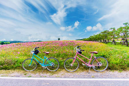 beautiful landscape image with bicycles on cosmos flower field.の写真素材