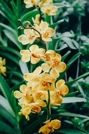 Beautiful yellow orchid flower in flower gardenの写真素材