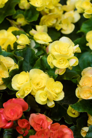 Numerous bright flowers of tuberous begonias (Begonia tuberhybrida) in gardenの写真素材