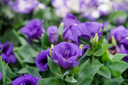 Close-Up of flowering Lisianthus or Eustoma plants in garden