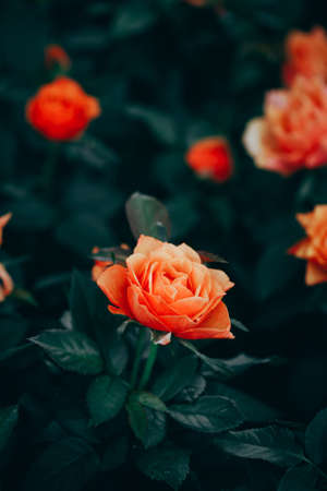 Closeup of roses flower blossoming in the gardenの写真素材