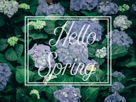 Hello Spring Lettering with Hydrangea flower (Hydrangea macrophylla.