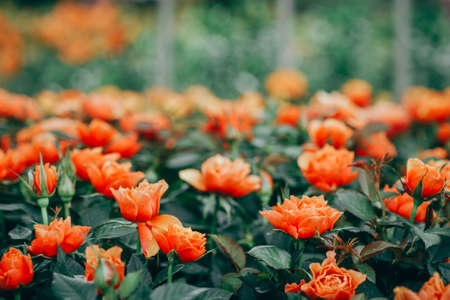 Closeup of roses flower blossoming in the gardenの写真素材