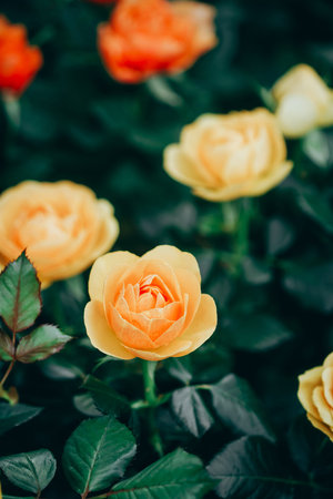 Closeup of roses flower blossoming in the garden