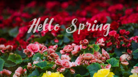 Hello Spring Lettering with Numerous bright flowers of tuberous begonias (Begonia tuberhybrida) in gardenの写真素材