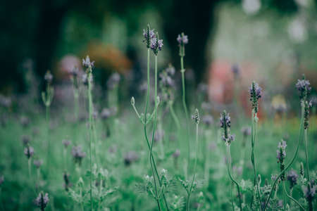 Lavender flower - Beautiful lavender flower in The gardenの写真素材