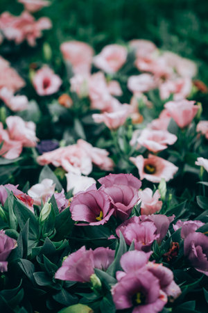 Close-Up of flowering Lisianthus or Eustoma plants in gardenの写真素材