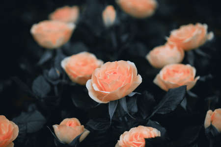 Closeup of roses flower blossoming in the gardenの写真素材