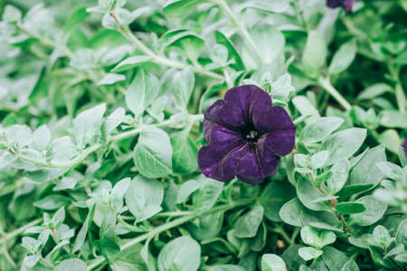 beautiful petunia flowers in the garden in Spring timeの写真素材