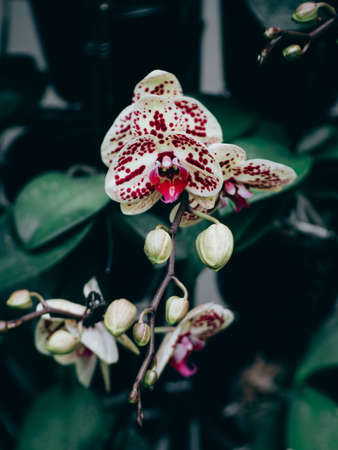 Beautiful many orchid flower in the gardenの写真素材