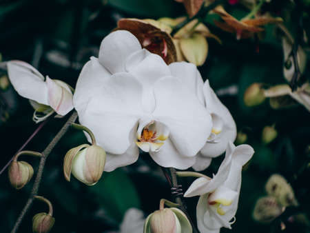 Beautiful many orchid flower in the gardenの写真素材