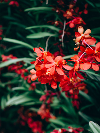 Beautiful many orchid flower in the garden