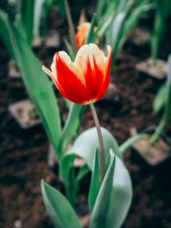 Colorful tulips flowers in the garden. Beautiful bouquet of tulips.の写真素材