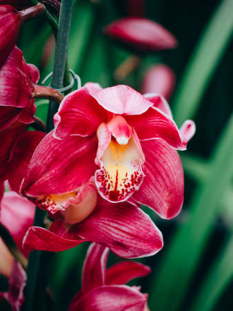Beautiful many orchid flower in the gardenの写真素材