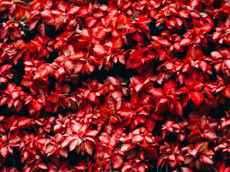 Red poinsettia christmas flower in the gardenの写真素材