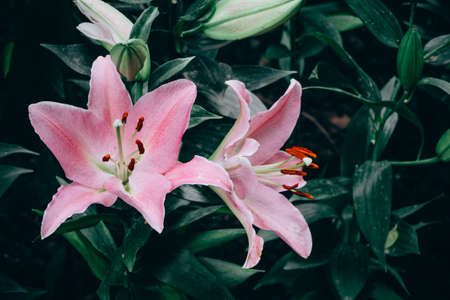Lilies Flowers Bouquet  in the garden. Spring Flowersの写真素材
