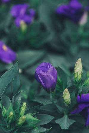 Close-Up of flowering Lisianthus or Eustoma plants in gardenの写真素材