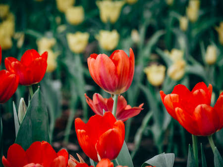 Colorful tulips flowers in the garden. Beautiful bouquet of tulips.の写真素材