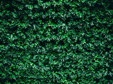 great green bush of fern in the forest, nature green backgroundの写真素材