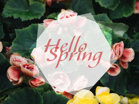 Numerous bright flowers of tuberous begonias (Begonia tuberhybrida) in gardenの写真素材