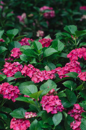 Hydrangea flower (Hydrangea macrophylla) in a gardenの写真素材
