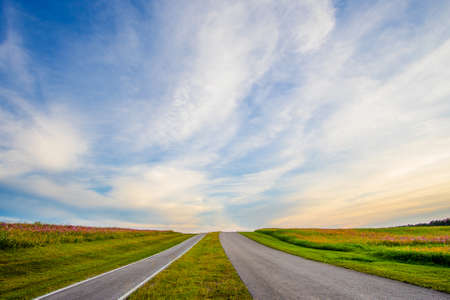 Landscape nature background of beautiful cosmos flower field on sunsetの写真素材