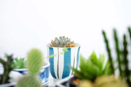 Cactus in a beautifully decorated pot on tableの写真素材