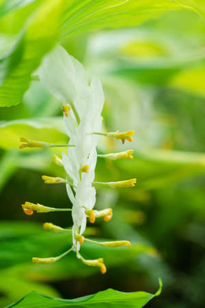 globba or white dragon flower (Globba winitii C.H. Wright) (Smithatris supraneanae W.J.Kress & K.Larsen)の写真素材