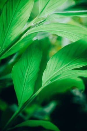 green leaf background. green leaves in the gradenの写真素材