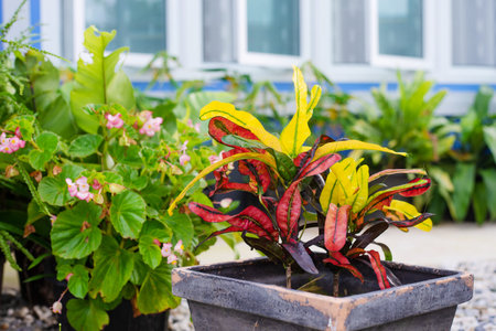 Croton (Codiaeum variegatum) with colorful leaves in garden.