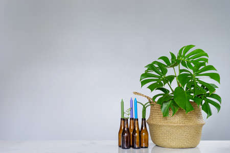 Tropical plant with green leaves and Candle holder made of glass bottleの写真素材