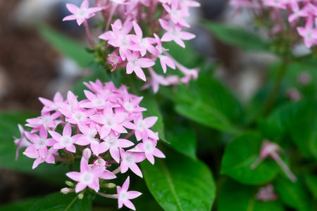 Pentas lanceolata or Egyptian star cluster flowers blooming in garden.