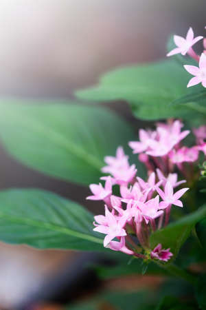Pentas lanceolata or Egyptian star cluster flowers blooming in garden.の写真素材