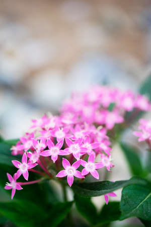 Pentas lanceolata or Egyptian star cluster flowers blooming in garden.の写真素材