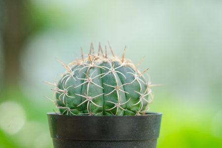 close-up thor of mini cactus with macro and select focus