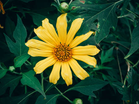 Yellow Tree marigold, Mexican tournesol, Mexican sunflower, Japanese sunflower, Nitobe chrysanthemum.の写真素材