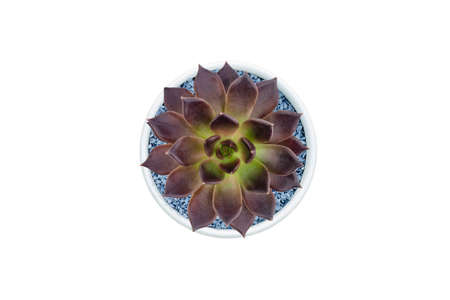 Top view of small cactus isolated on white backgroundの写真素材